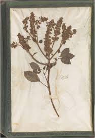 Image result for Ocimum minutiflorum