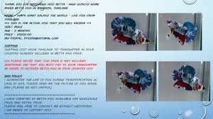 (click on to return to the main betta page or on to browse 70 topics ranging from exotic kaleidoscope. Aquabid Com Archived Auction Fwbettashmp1554019789 Hmpk Giant Betta Galaxy The World Fish From Thai Ended Sun Mar 31 03 09 49 2019