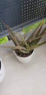 Auch bei der wahl des neuen topfes ist einiges zu beachten. Aloe Vera Sieht Nicht Gut Aus Wieso Pflanzen Garten Pflanzenpflege