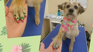 The teaching tools of puppy training classes lexington ky are guaranteed to be the most complete and intuitive. Pawlished Pets Salon Spa Pet Groomer In Lexington
