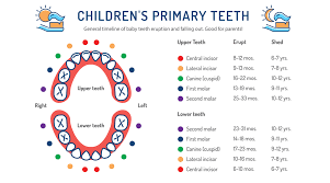 5 Differences Between Baby Teeth And Permanent Teeth Justa