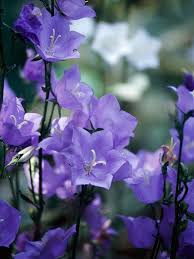 Pin On Gorgeous Garden Plants