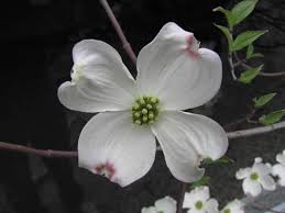 Produces red flowers in the spring before fully developing foliage. Eastern Flowering Dogwood Cornus Florida The Arboretum