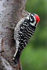 Check spelling or type a new query. Nuttall S Woodpecker Ebirdr Woodpecker Pet Birds Backyard Birds
