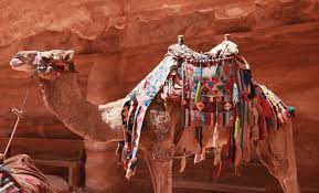 Camel through the eye of a needle devenin iğne deliğinden geçmesi. Camel Through The Eye Of A Needle Or Have You Been Reading The Bible Wrong Benjamin L Corey