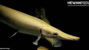 Mengenal Ikan Aligator Atau Ikan Buaya Dan Kisaran Harganya Hewanpedia