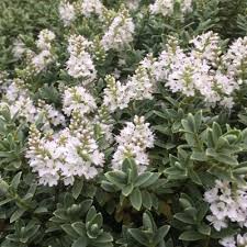 Veronica 'Shirley Blue'