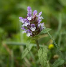 Image result for Lamiaceae