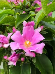 Image result for Pereskia