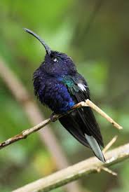 Violet Sabrewing Campylopterus Hemileucurus