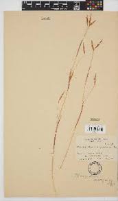 Image result for Monocymbium