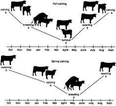 My Cow Calf Operation Is A Year Around Operation Bulls Are Usually Kept With The Females And Will Breed Them Any Time Cattle Ranching Dairy Cattle Beef Cattle