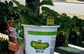 However, you don't want to drown your plants. Bonnie Vegetable Herb Plants 1 89 At Home Depot