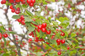 Generally, these cherry plants grow about 8 feet tall and equally. Prunus Tomentosa Nanking Cherry