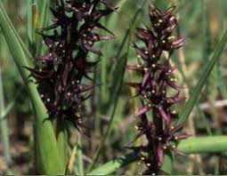 Image result for Wurmbea angustifolia