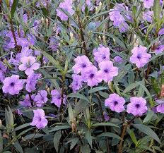 Image result for Ruellia cordata