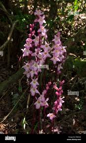 Image result for Harveya