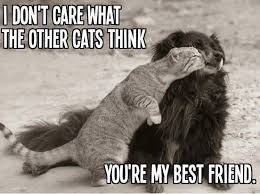 Enjoy the following friendship quotes. You Re My Best Friend Dogs Hugging Funny Animals Cute Animals
