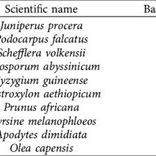 Image result for Pittosporum abyssinicum