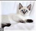 Siamese Kittens For Sale by Reputable Breeders | Pets4You