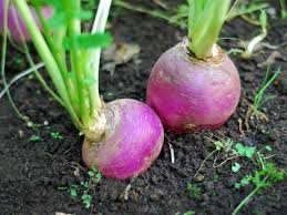 When harvesting in the fall, plant your seeds after your summer crops, around late summer. Growing Turnip Greens Or Roots Kellogg Garden Organics
