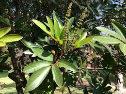 Image result for Cunonia capensis