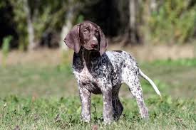The german shorthaired pointer is an active & loving dog breed that is a great fit for families. Are You Considering Breeding Your Female Puppy Here Are 36 Important Questions Considerations And Need To Knows Rebarkable