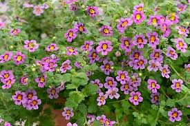 Image result for Jamesbrittenia integerrima