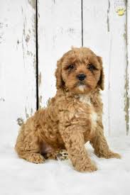 Cavalier king charles spaniel purebred puppies available in ohio. Sammy Cavapoo Puppy For Sale In Millersburg Oh Happy Valentines Day Happyvalentinesday2016i