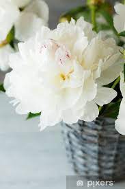 Orchidea bianca isolata su bianco. Carta Da Parati Bellissimi Fiori Bianchi In Un Vaso Pixers Viviamo Per Il Cambiamento