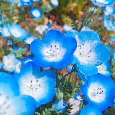pin on flowers