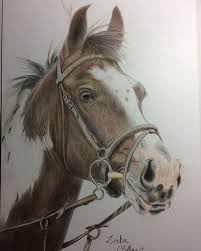 All Finished Off To The Framers And Then Hopefully On Display In Horsham Drill Hall From The 18th August Horse Drawings Pencil Portrait Horse Pencil Drawing