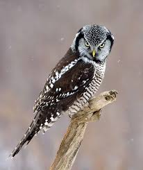اجمل خلفيات بوم في العالم صور بومة عالية الجودة Hd فوتوجرافر Pet Birds Owl Birds Of Prey