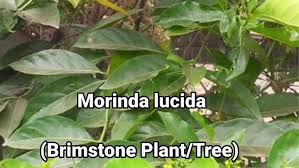 Image result for Morinda lucida