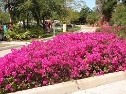 We did not find results for: Bougainvillea Garden Chandigarh Timings Entry Fee Best Time To Visit