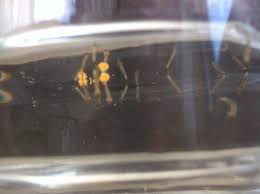 Check spelling or type a new query. How Do You Condition Mosquito Larvae For Your Betta Betta Fish Forum 308552