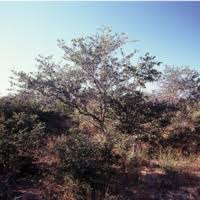 Image result for Abutilon englerianum