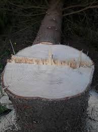 Image result for site:byggahus.se trädfällning