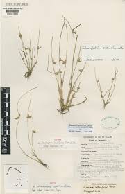 Image result for Schoenoplectiella