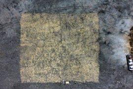 Image result for Hyparrhenia pilgeriana