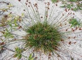 Image result for Fimbristylis