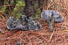 Image result for Phellodon niger