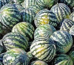 Check spelling or type a new query. Watermelon Varieties Understanding The Different Types Of Watermelons