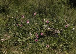 Image result for Ipomoea verbascoidea