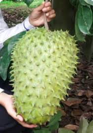Seringkali bunga durian belanda kita gugur dan tidak menjadi buah. Panduan Berguna Bg Penanam Durian Doa Hortikultur Perak ÙÙŠØ³Ø¨ÙˆÙƒ