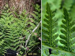 Image result for Hypolepis