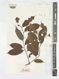 Image result for Leptonychia