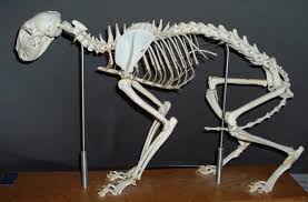 How many cat bones are in a cat skeleton? Links To Pictures On The Physiology Of Cats