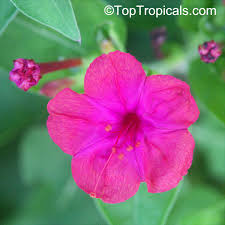 Image result for Mirabilis