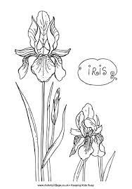 Iris Coloring Pages And Printable Flower Coloring Pages Colouring Pages Flower Drawing